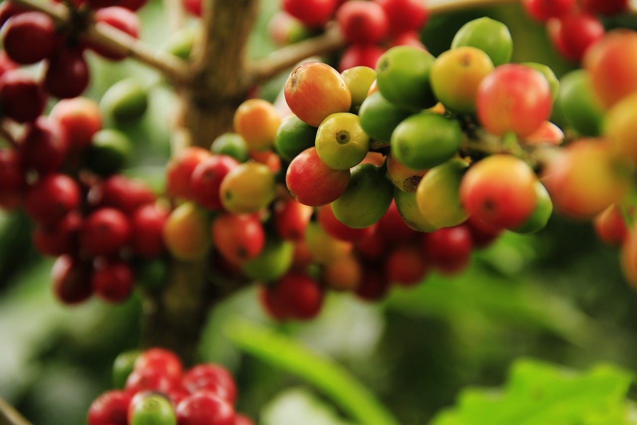haricot cafe guatemala
