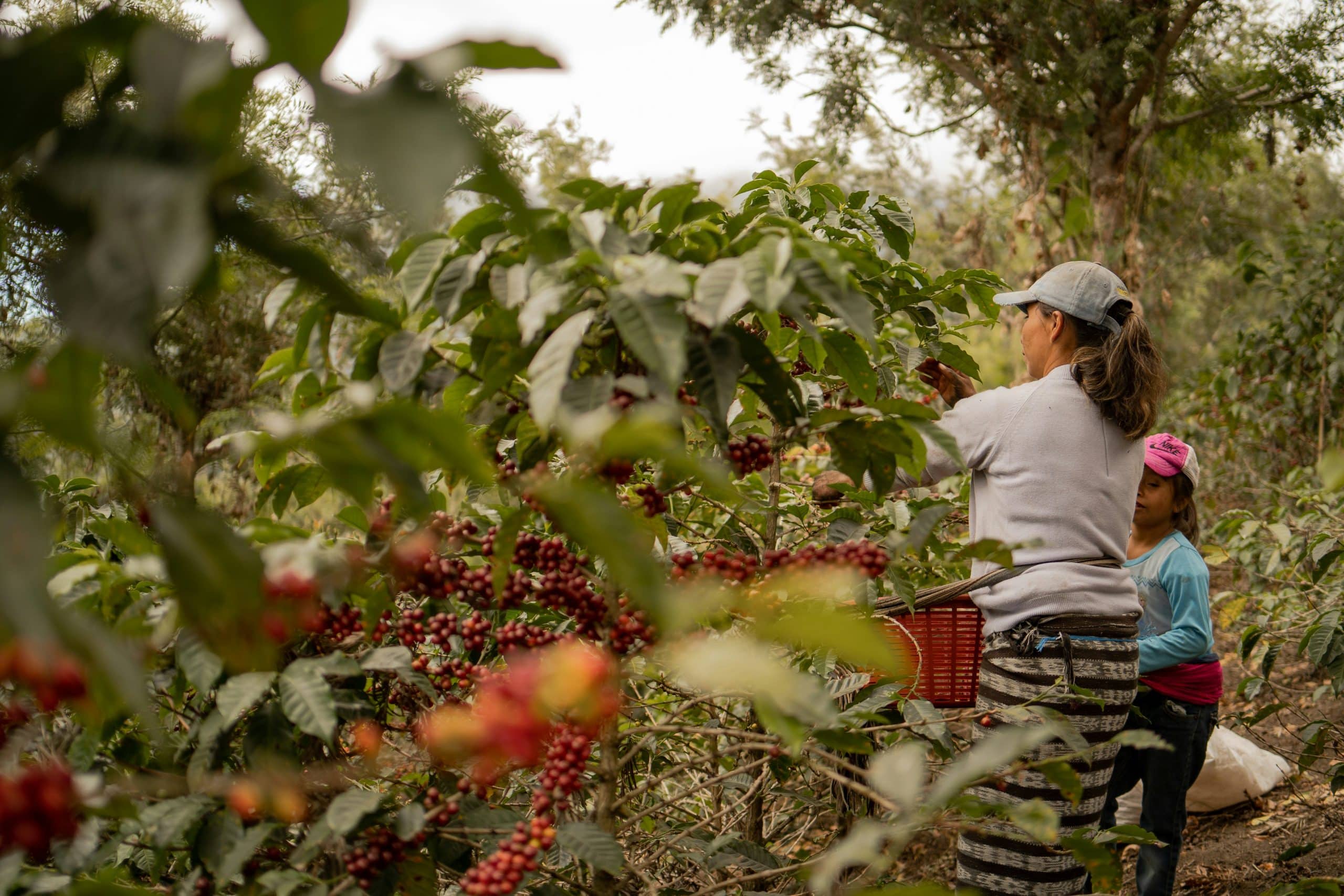 plantation cafe guatemala