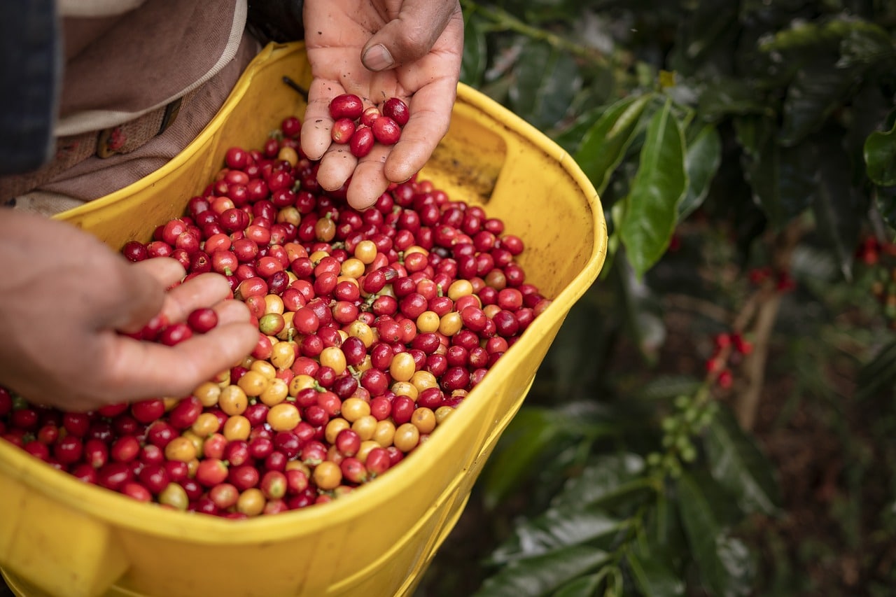récolte cafe colombie