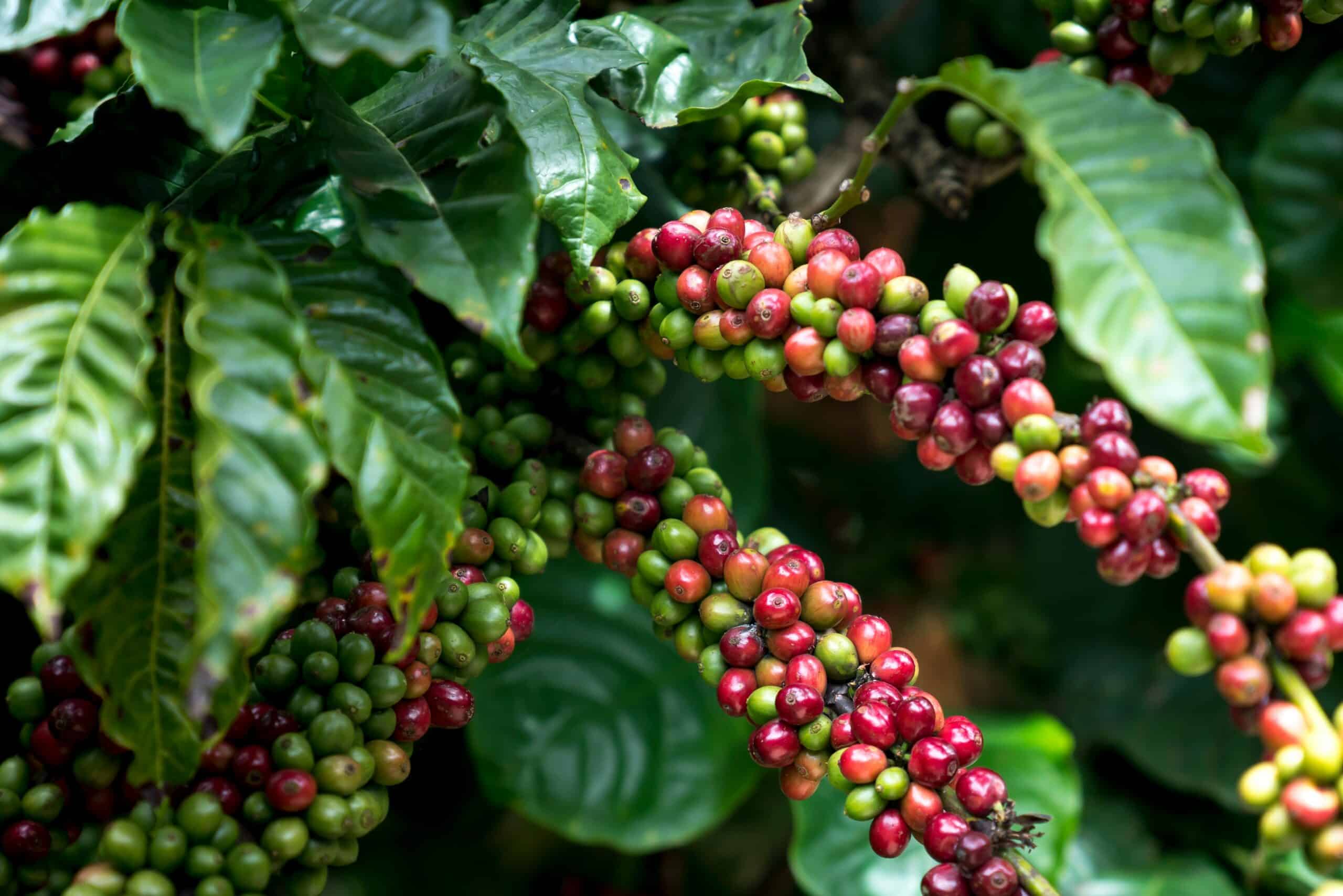 café honduras