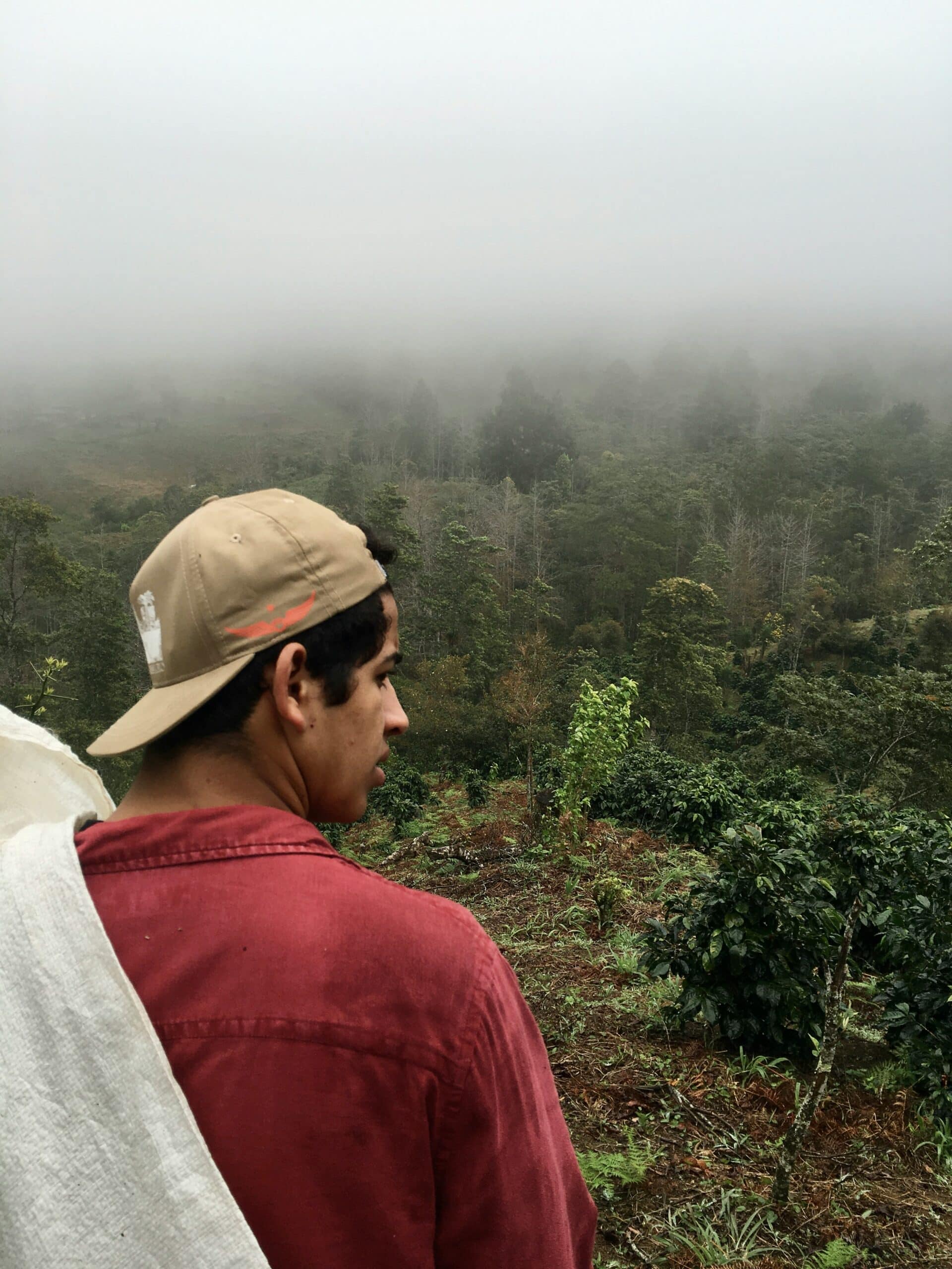 récolte café honduras
